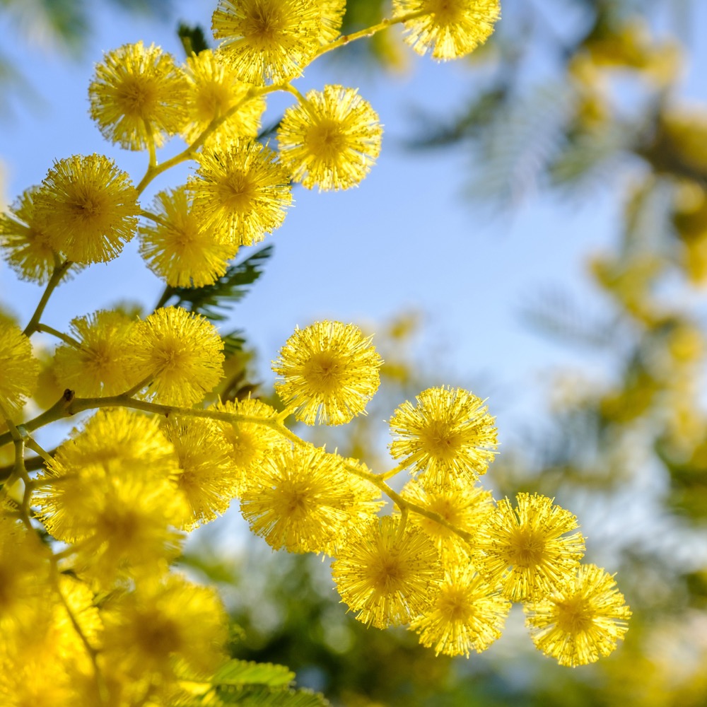Mimose